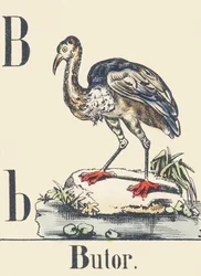 B: Rohrdommel, ca. 1880-1900 (Illustration)