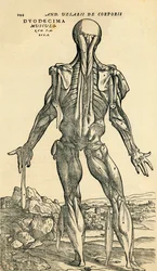 Rückseite des männlichen Körpers, eine anatomische Studie ursprünglich veröffentlicht in De Humani Corporis Fabrica Libri Septem von Andreas Vesalius, veröffentlicht in Basel