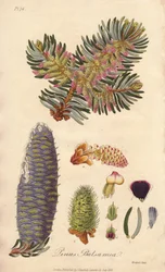 Balsam-Tanne (Abies balsamea) - Illustration aus „Medical Botanical, Description of the Medicinal Plants of London, Edinburgh and Dublin“ von John Stephenson und James Morss Churchill