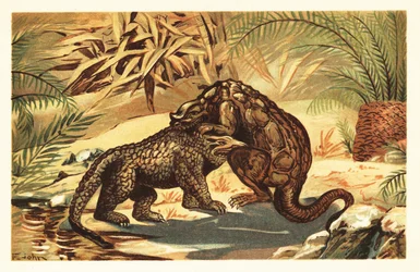 Kampf zwischen einem Megalosaurus bucklandii und Iguanodon bernissar. 1908 (Lithografie)