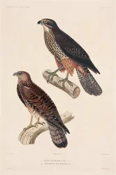Raubvögel