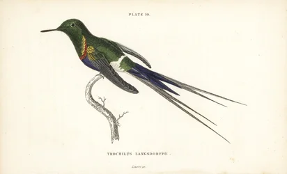 Schwarzbauch-Dornschwanz, Discosura langsdorffi (Langsdorffs Kolibri, Trochilus langsdorffii). Handkolorierter Stahlstich von William Lizars aus Sir William Jardines Naturalist