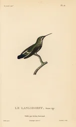 Schwarzbauch-Dornschwanz, Discosura langsdorffi (Ornismya langsdorfii). Jungvogel. Handkolorierter Stahlstich von Coutant nach einer Illustration von Jean-Gabriel Prêtre aus René Primevère Lessons „Naturgeschichte der Gattung Colibri der Kolibris“