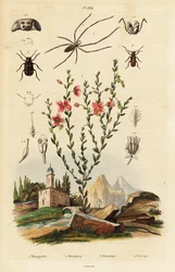 Rudbeckie, Spinne und Käfer.
