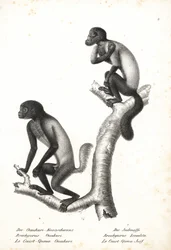 Schwarzgesichtiger Uakari, Cacajao melanocephalus ouakary (Brachyurus ouakari) und Braunrückiger Bartaffe, Chiropotes israelita (Brachyurus israelita). Lithographie von Karl Joseph Brodtmann aus Heinrich Rudolf Schinz