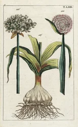 Schwarzer Knoblauch (Allium nigrum 186) und Zwiebel, Allium cepa, Zwiebel 187 und Blume 188. Handkolorierter Kupferstich einer botanischen Illustration aus G. T. Wilhelms „Unterhaltungen aus der Naturgeschichte“ (Enzyklopädie der Naturgeschichte)