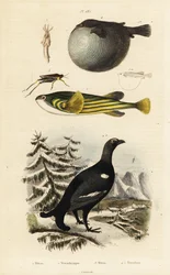 Birkhuhn, Kugelfisch und Dornschrecke.