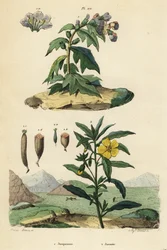 Schwarzes Bilsenkraut, Hyoscyamus niger 1, und Peruanische Heusenkerze, Ludwigia peruviana 2