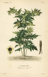 Schwarzes Bilsenkraut oder stinkender Nachtschatten, Hyoscyamus niger