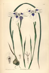 Blauäugiger Uintjie oder Blouooguintjie, Moraea aristata (Ocellate viesseuxia, Vieusseuxia glaucopis). Handkolorierter Kupferstich gezeichnet und graviert von Frederick W. Smith aus John Lindley und Robert Sweet