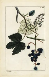 Blaue Trauben am Weinstock, Vinis vitifera