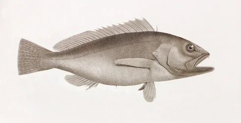 Bodian Melanure (Nahaufnahme)