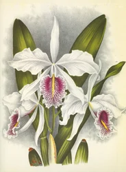 Botanische Tafel: Cattleya maxima var. Virginalis