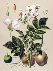 Botanische Tafel, Kartoffelpflanze (Solanum tuberosum)