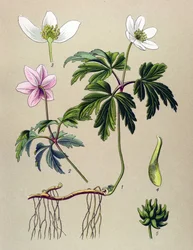 Botanische Tafel, giftige und medizinische Pflanze: Buschwindröschen (Anemone nemorosa)