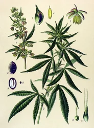 Botanische Tafel. Giftige und Heilpflanze: Hanf (Cannabis sativa)