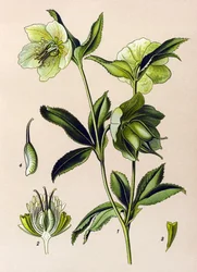 Botanische Tafel, giftige und medizinische Pflanze: Grüne Nieswurz (Helleborus viridis)