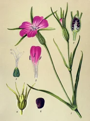 Botanische Tafel. Giftpflanze: Blews Kornrade (Agrostemma githago)