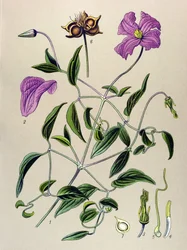Botanische Tafel. Giftige Pflanze: Waldrebe (Clematis viticella)
