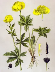 Botanische Tafel, giftige Pflanze: Trollblume (Trollius europaeus)