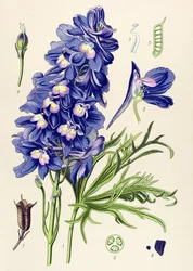 Botanische Tafel, giftige Pflanze: Rittersporn (Delphinium grandiflorum)
