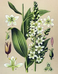 Botanische Tafel. Giftige und medizinische Pflanze: Weißer Germer (Veratrum album)