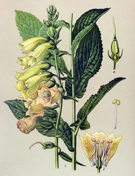 Botanische Tafel, Pflanze: Großblütiger Fingerhut (Digitalis grandiflora)
