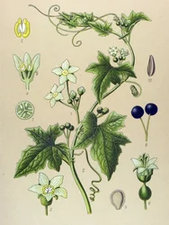 Botanische Tafel, Pflanze: Weiße Zaunrübe (Bryonia alba)