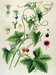 Botanische Tafel, Pflanze: Zweihäusige Zaunrübe (Bryonia dioica)