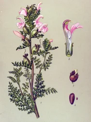 Botanische Tafel, Pflanze: Sumpf-Läusekraut (Pedicularis palustris)