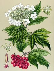 Botanische Tafel, Pflanze: Gemeiner Schneeball (Viburnum opulus)