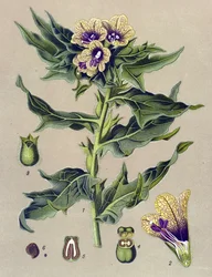 Botanische Tafel, Pflanze: Schwarzes Bilsenkraut (Hyoscyamus niger)