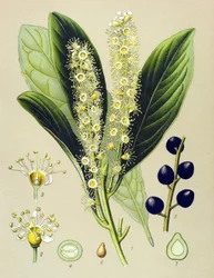 Botanische Tafel, Pflanze: Kirschlorbeer (Prunus laurocerasus)