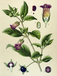 Botanische Tafel, Pflanze der Tollkirsche (Atropa belladonna)