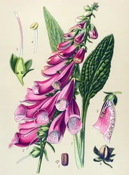 Botanische Tafel, Pflanze: Purpur-Fingerhut (Digitalis purpurea)