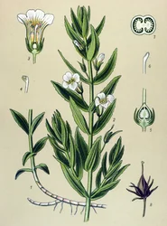 Botanische Tafel, Pflanze: Gnadenkraut (Gratiola officinalis)