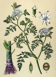Botanische Tafel, giftige und medizinische Pflanze: Wasser-Schierling (Oenanthe aquatica)