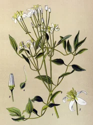 Botanische Tafel, giftige und medizinische Pflanze: Aufrechte Waldrebe (Clematis recta)