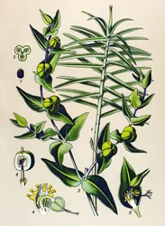 Botanische Tafel, giftige und medizinische Pflanze: Kreuzblättrige Wolfsmilch (Euphorbia lathyris)