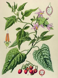 Botanische Tafel, Gift- und Heilpflanze: Bittersüßer Nachtschatten (Solanum dulcamara)