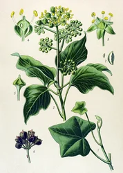 Botanische Tafel, Gift- und Heilpflanze: Kletterefeu oder Gemeiner Efeu (Hedera helix)