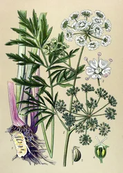 Botanische Tafel, giftige und medizinische Pflanze: Wasserschierling (Cicuta virosa)