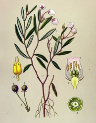 Botanische Tafel, giftige Pflanze: Rosmarinheide (Andromeda polifolia)