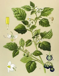 Botanische Tafel, Giftpflanze: Schwarzer Nachtschatten (Solanum nigrum)