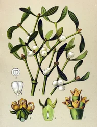 Botanische Tafel, giftige Pflanze: Mistel (Viscum album)