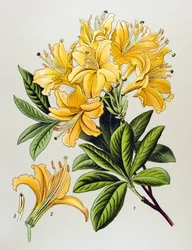 Botanische Tafel, giftige Pflanze: Gelbe Azalee (Rhododendron luteum)