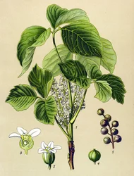 Botanische Tafel, giftige Pflanze: Kletter-Sumach (Rhus toxicodendron)