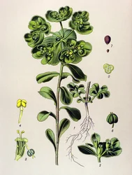 Botanische Tafel, giftige Pflanze: Sonnwend-Wolfsmilch (Euphorbia helioscopia)