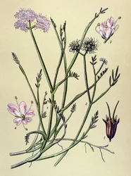 Botanische Tafel, giftige Pflanze: Röhriger Wasserfenchel (Oenanthe fistulosa)