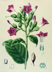 Botanische Tafel, giftige Pflanze: Ziertabak (Nicotiana tabacum)